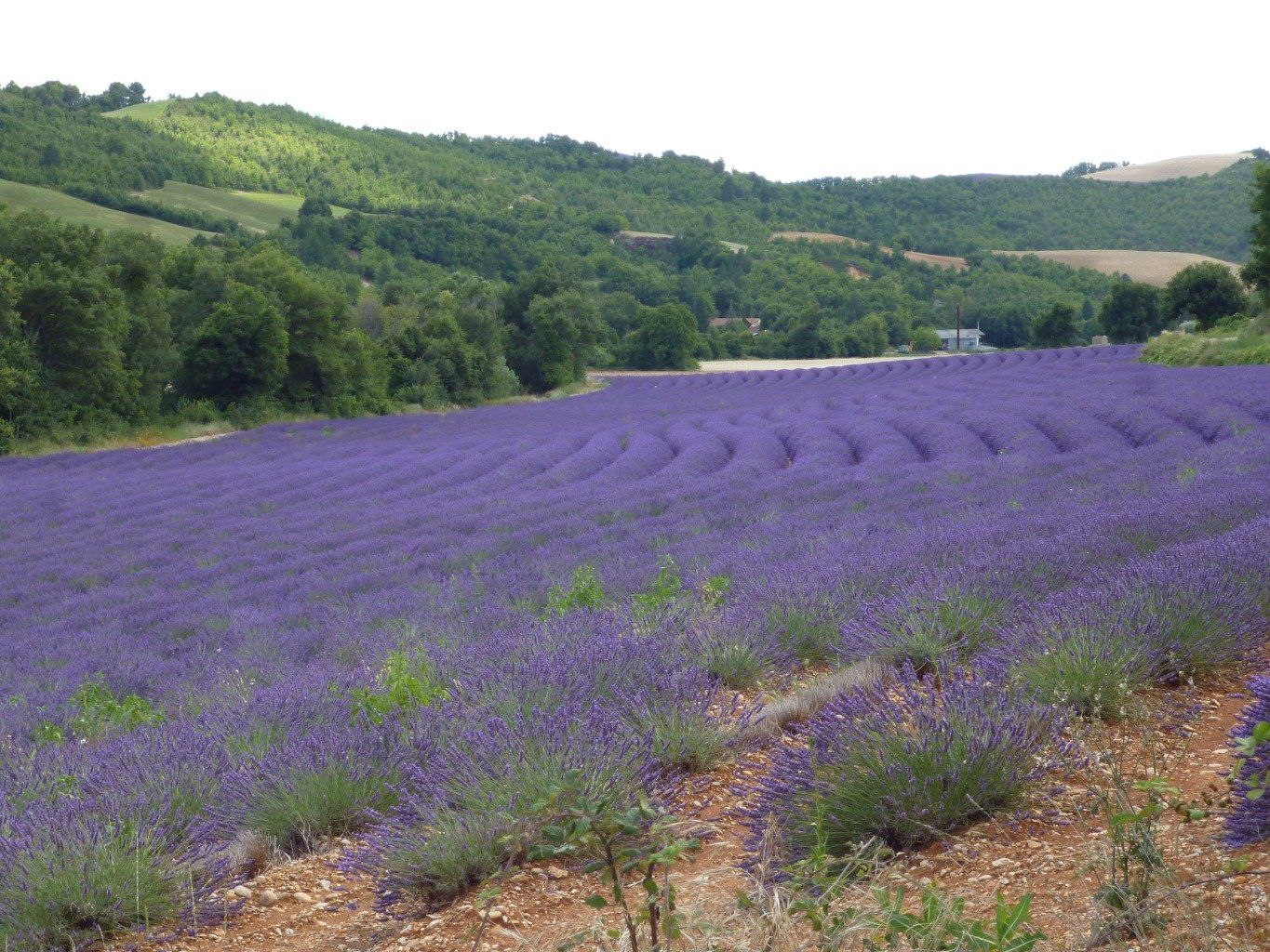 Champ de lavande à Puimichel