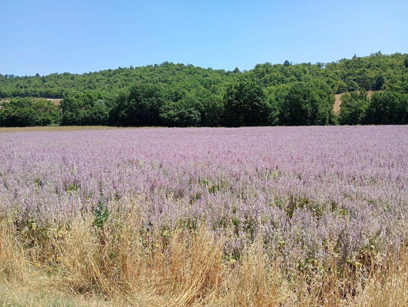 Champ de sauge esclarée à Puimichel