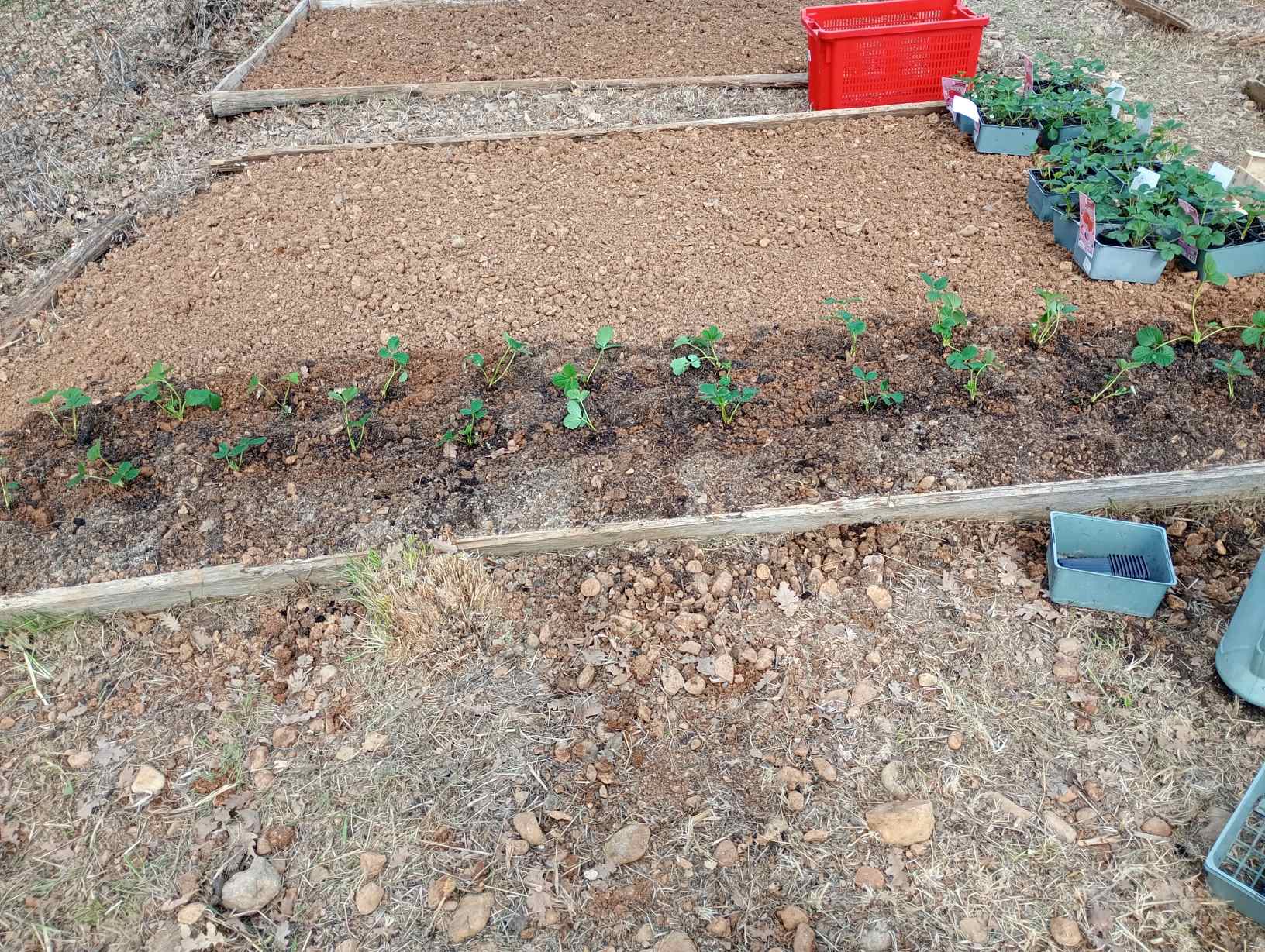 Plantation des fraisiers